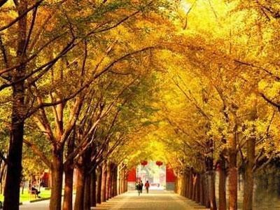 京秋最后的金黄诱惑 踏最美银杏林赏叶(图)(5)