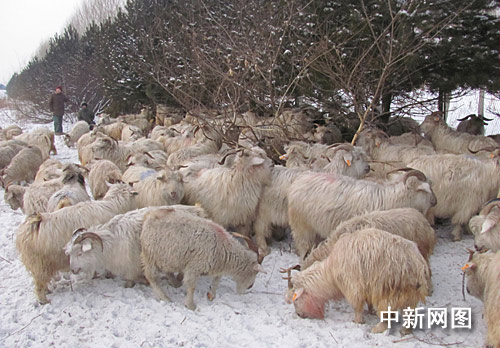 哈尔滨同三高速公路5车连撞致1死8伤(组图)