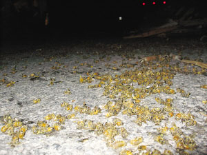 遍地是死去的蜜蜂